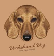 Vector Illustrated Portrait of Dachshund Dog