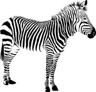 Zebra N17