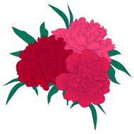beautiful bouquet of pink peonies with green leaves