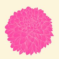 pink dahlia drawn in graphical style contours and lines