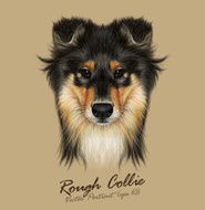 Vector Illustrative Portrait of Collie Dog