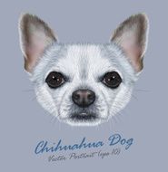 Vector Illustrative Portrait of Chihuahua dog N3