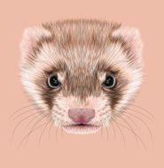 Illustrative portrait of Ferret N2