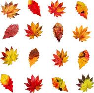 Leaves N37