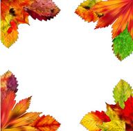 Leaves N40
