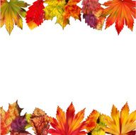 Leaves N41