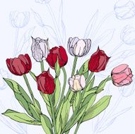 Background with claret and white tulips