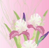 Pink Background with irises