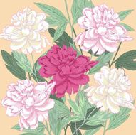 Background with white and one pink peonies