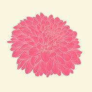 pink dahlia drawn in graphical style contours and lines isolated
