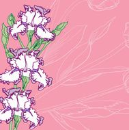 Pink Background with irises N2