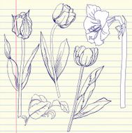 Notebook set with tulip and amaryllis