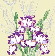 Background with white blue irises