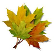 Realistic green and yellow maple leaves