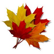 Realistic red maple leaf
