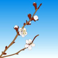 Oriental cherry vector illustration