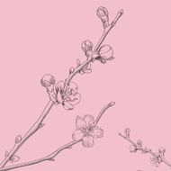 Oriental cherry vector illustration N2