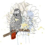 Parrot N6
