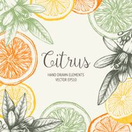 Vintage citrus background in pastel colors N2