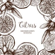 Vintage citrus background
