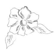 flower hand drawings sketch decorative vector illustration N2