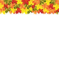 autumn maple leaves