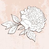 Hand drawn peony on grunge background