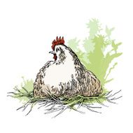 Chiken sketches