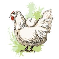 Chiken sketches N3