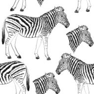 Zebra N18