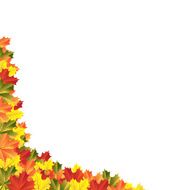 autumn maple leaves N3