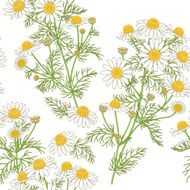 Chamomile Pattern on White