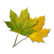 Green maple leaf isolated on white background