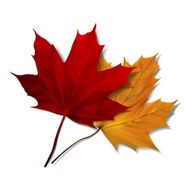 Realistic red maple leaf N2
