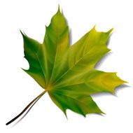 Green maple leaf isolated on white background N2