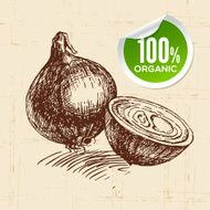 Hand drawn sketch vegetable onion Eco food background Vector il