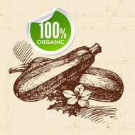 Hand drawn sketch vegetable zucchini Eco food background Vector