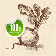 Hand drawn sketch vegetable turnip Eco food background Vector i