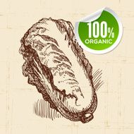 Hand drawn sketch vegetable pe-tsai Eco food background Vector