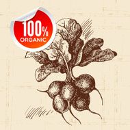 Hand drawn sketch vegetable radish Eco food background Vector i