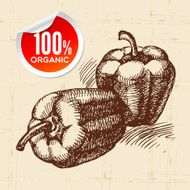 Hand drawn sketch vegetable peppers Eco food background Vector