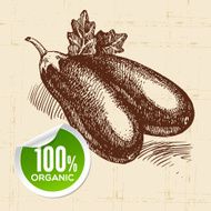 Hand drawn sketch vegetable eggplant Eco food background Vector