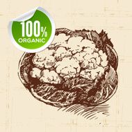 Hand drawn sketch vegetable cauliflower Eco food background Vec