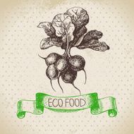 Hand drawn sketch radish vegetable Eco food background Vector i