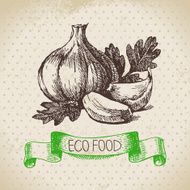 Hand drawn sketch garlic vegetable Eco food background Vector i