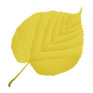 autumn leaf linden