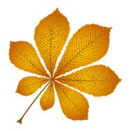 autumn leaf chestnut