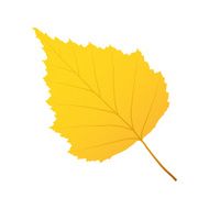autumn leaf birch