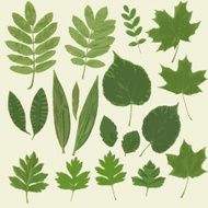 Herbarium colection