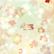 Abstract background with natural maple leaves swirling